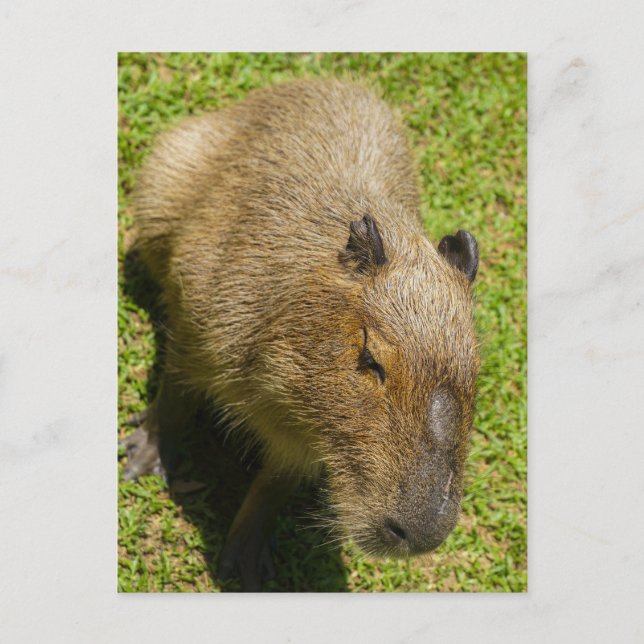 Entspannte Capybara auf grünem Gras Postkarte (Vorderseite)
