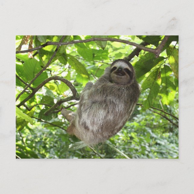 Entspannte Schlucht in der Natur Postkarte (Vorderseite)