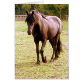 Entspanntes Brown Horse Walking