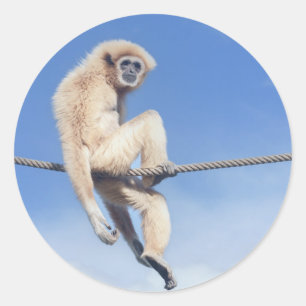 Entspanntes Gibbon auf einem Seil in der Sonne Runder Aufkleber