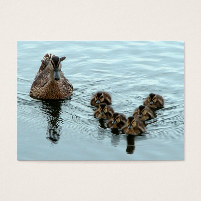 Entstehung von Enten (Vorderseite)