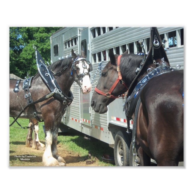 Entwurf für Pferd Duo Fotodruck (Vorne)