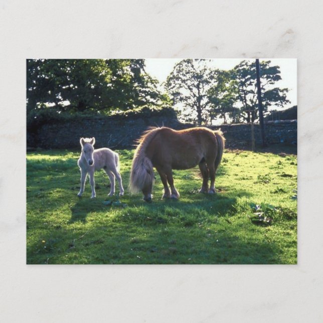 Entwurf Mare mit Foal Postkarte (Vorderseite)