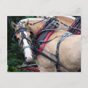 Entwurf Pferd Rückblick Danke Postkarte
