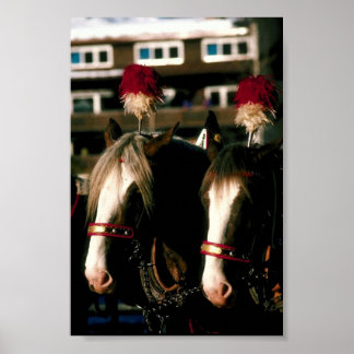 Entwurf Pferd Tandem Poster