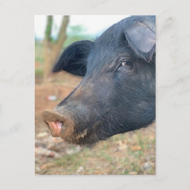 Entwurf von Schweinezüchtern Postkarte (Vorderseite)