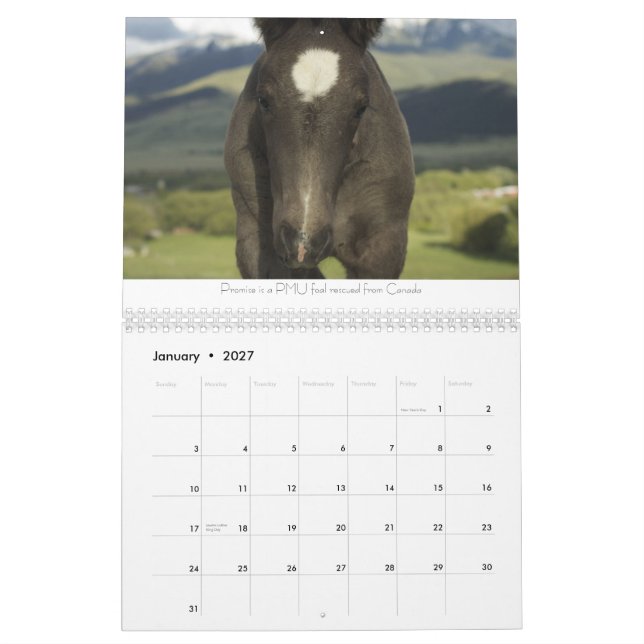 Entwurfs-Pferdekalender #2 Kalender (Jan 2027)