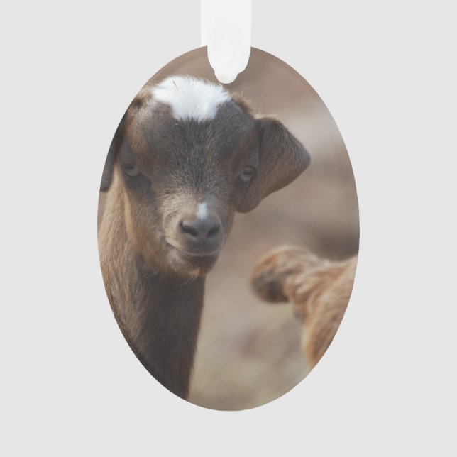 Entzückende Baby-Ziege Ornament (Vorderseite)