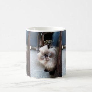 Entzückende persische Himalajakatze Kaffeetasse
