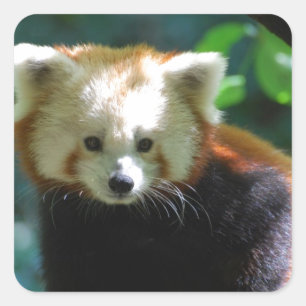 Entzückende roter Panda-Aufkleber Quadratischer Aufkleber