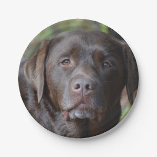 Entzückende Schokolade Labrador retriever Pappteller
