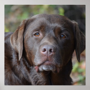 Entzückende Schokolade Labrador retriever Poster