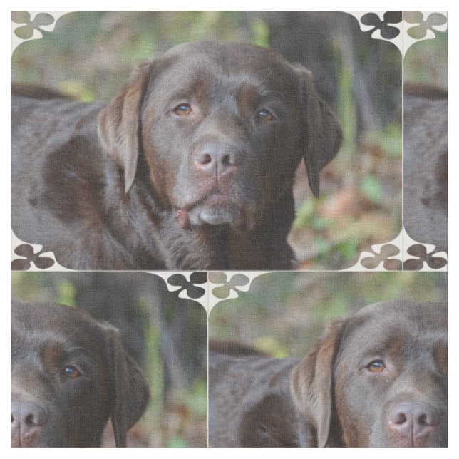 Entzückende Schokolade Labrador retriever Stoff (Nahaufnahme)