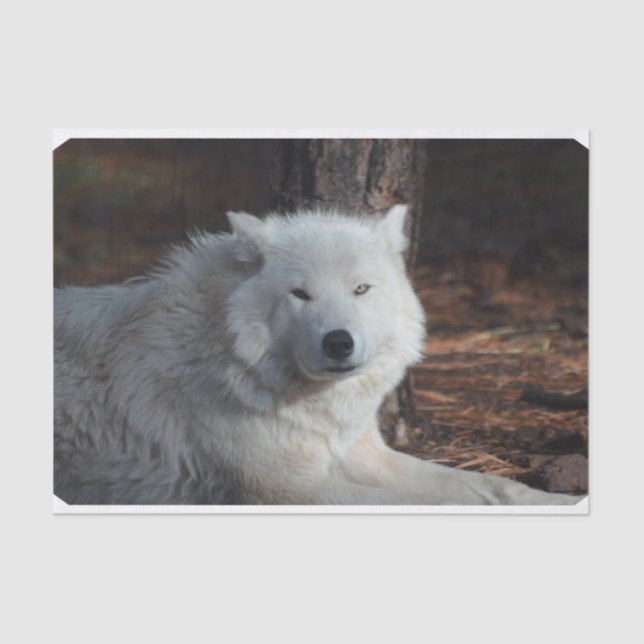 Entzückender arktischer Wolf Seidenpapier (Vorderseite)