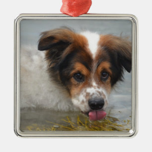 Entzückender australischer Schäfer Silbernes Ornament