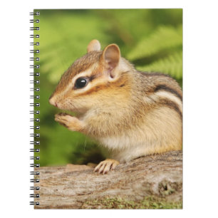 Entzückender flaumiger BabyChipmunk Notizblock