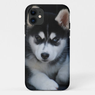 Entzückender Husky-Schlitten-Hundewelpe iPhone 11 Hülle