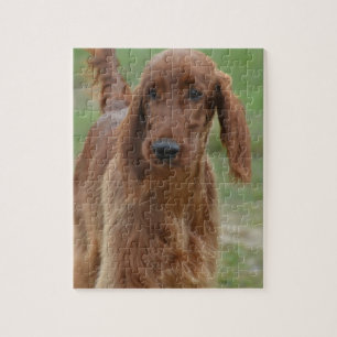 Entzückender Irischer Setter