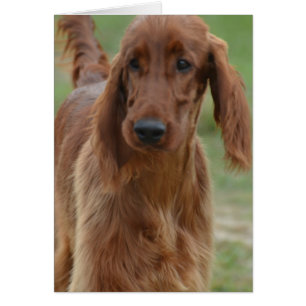 Entzückender Irischer Setter