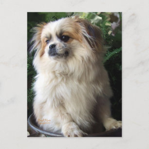 Entzückender langer Haar-Rettungs-Hund Postkarte