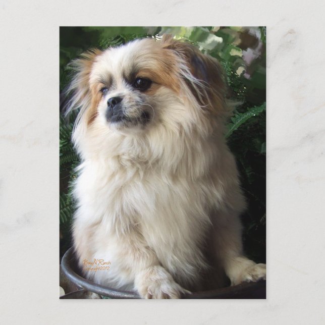 Entzückender langer Haar-Rettungs-Hund Postkarte (Vorderseite)