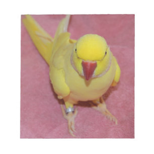 Entzückender Lutino Inder Ringneck Parakeet auf Notizblock