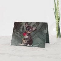 Entzückender niedlicher Babychihuahua-fröhliche