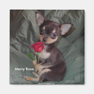 Entzückender niedlicher Babychihuahua-fröhliche Magnet
