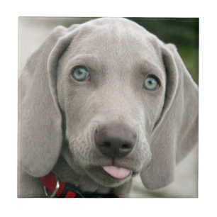 Entzückender weimaraner Welpe Fliese