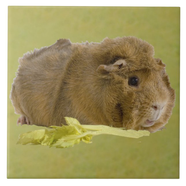 Entzückendes Ingwer-Meerschweinchen, das Fliese (Vorderseite)