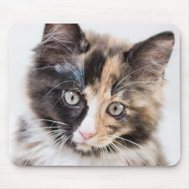 Entzückendes Kaliko-Kätzchen Mousepad (Vorne)
