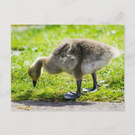 Entzückendes Kanada-Gansgänschen Postkarte