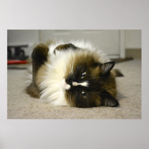 Entzückendes Manx Ragdoll Katzen-Plakat Poster