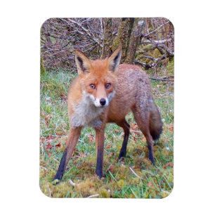 Entzückendes Rotfuchsporträt Natur Wildtier Kunst Magnet