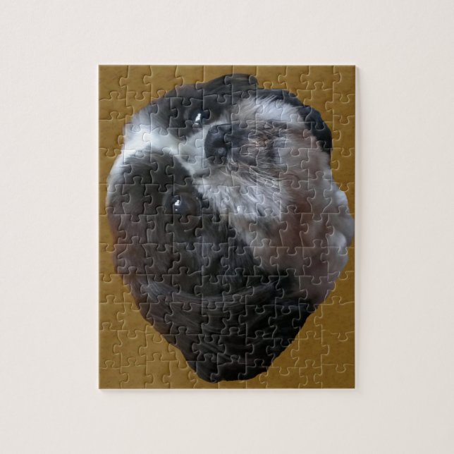 Entzückendes Shih tzu Rico (Vertikal)
