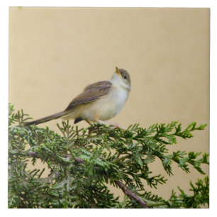 Entzückendes Spatzen-Vogel-Foto Fliese