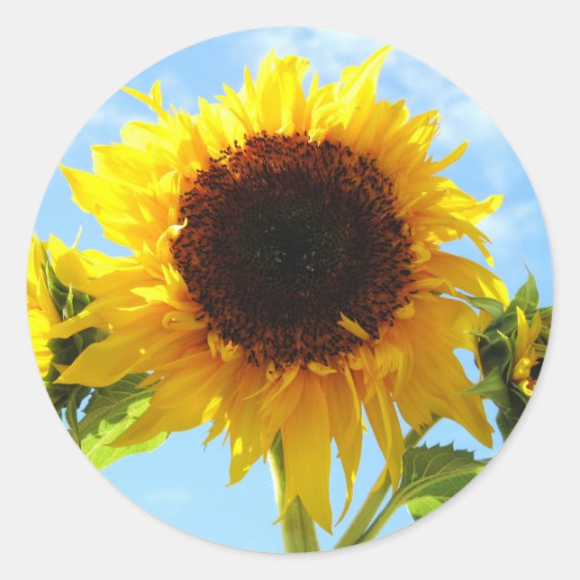 Enveloppe de tournesol - Phoques ou autocollants (Devant)