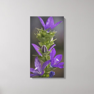 Enveloppe pourpre de toile de galerie de plaisir