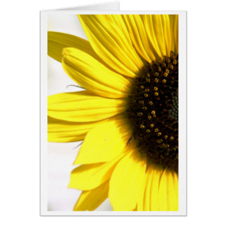 Envoi d'un peu de soleil