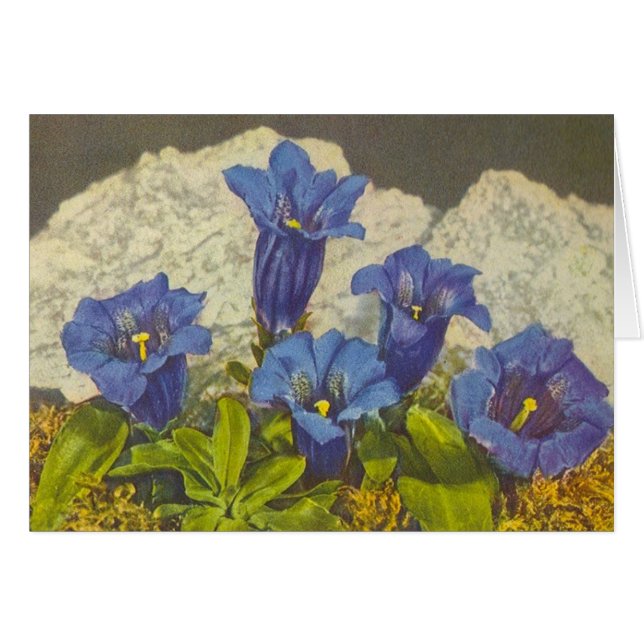Enzian-Blume (Vorderseite (Horizontal))