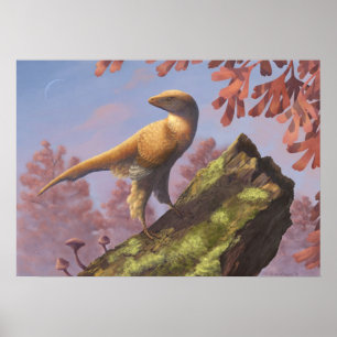 Eosinopteryx Print Poster