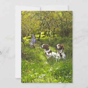 Epagneul Breton, Bretagne Spaniel Einladung