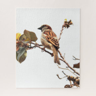 Épervier sur le puzzle de branche