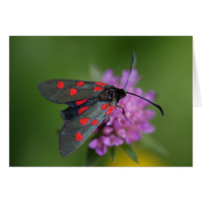 Ephalte de Zygaena (Devant horizontal)