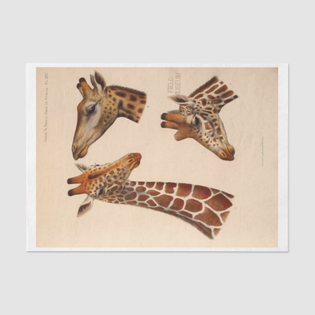 Ephemera Decoupage Giraffe Heads Seidenpapier (Vorderseite)