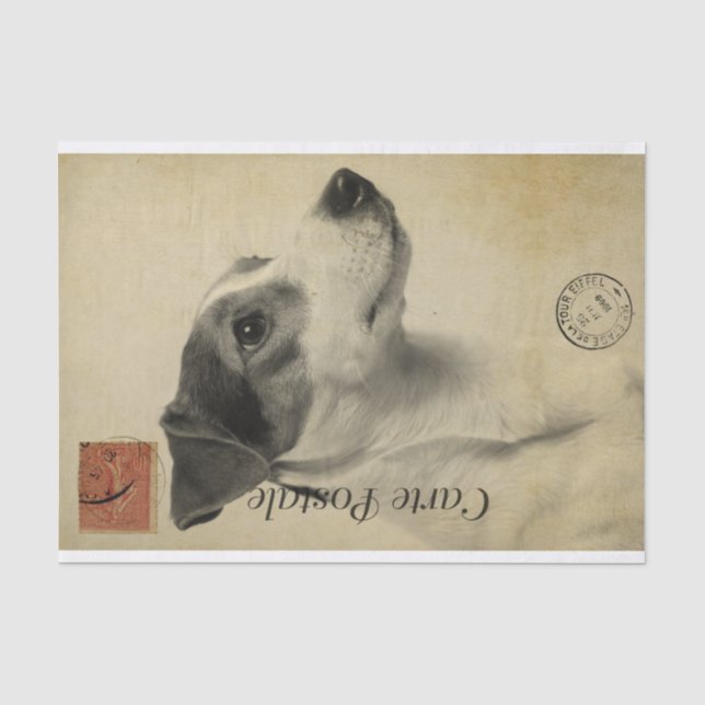 Ephemera French Postcard Jack Russel Terrier Dog Seidenpapier (Vorderseite)