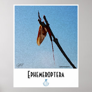 Ephemeroptera - Poster