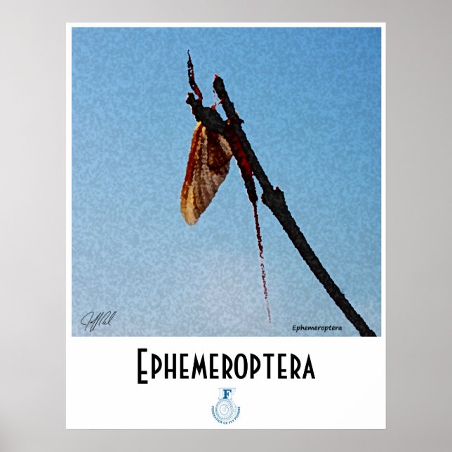 Ephemeroptera - Poster (Vorne)