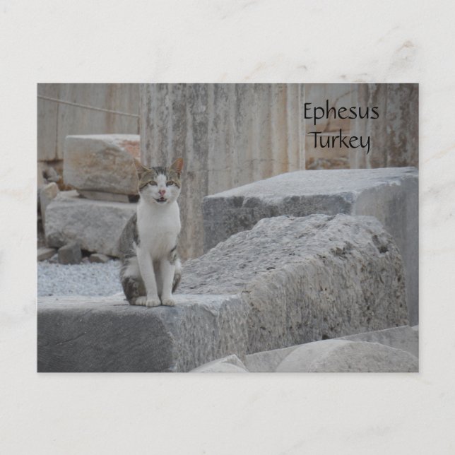 Ephesus Cat Postkarte (Vorderseite)