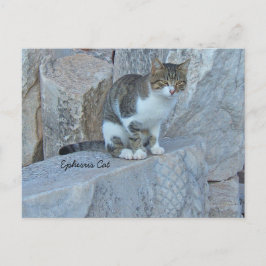 Ephesus Feral Cat Postcard Postkarte